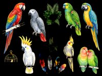 Colorful parrots and tropical birds isolated on transparent background, ready for t-shirt design, clipart, stickers, sublimation and print-on-demand projects.