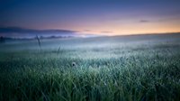 Misty dawn over green grass field with soft purple and orange sky colors creating peaceful morning atmosphere for nature and landscape photography.
