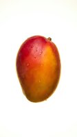 Fresh ripe mango with red and golden yellow skin isolated on white background, ready for food and beverage design, packaging, and culinary projects.