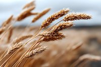Golden wheat ears swaying in gentle breeze against blurred field background, showcasing agricultural landscape and harvest season.
