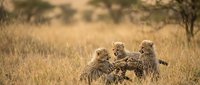 Meerkat family group standing alert together in dry savanna grassland, displaying social bonding and vigilant behavior in natural wildlife habitat.