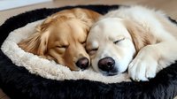 Two adorable dogs sleeping peacefully together in cozy round pet bed, golden retriever and cream colored companion snuggling close with eyes closed in comfort.