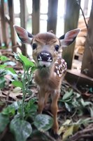Adorable spotted fawn standing among green foliage, looking directly at camera with large expressive eyes and perked ears. Close-up portrait shows delicate facial features.