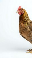 Brown hen chicken with red comb isolated on white background for farm poultry agriculture design projects.
