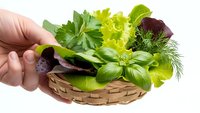 Fresh mixed herbs and leafy greens in wicker basket held by hand on white background, organic cooking ingredients for culinary preparation and healthy eating.
