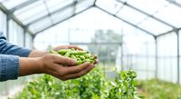 Farmer holding fresh green peas in hands inside greenhouse with plants growing in background, agriculture and harvest concept for farming, gardening, and organic produce.