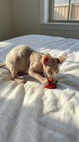 Hairless sphynx cat playing with red rose on white bed in sunny bedroom interior with natural window light creating warm atmosphere for pet lifestyle content.