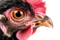 Extreme close-up macro shot of black chicken head with bright orange eye, detailed beak and red comb against white background, showing intricate feather texture.