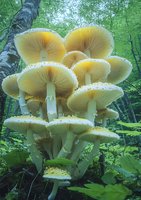 Cluster of pale yellow mushrooms growing at base of birch tree in green forest, featuring delicate gills and spotted caps in natural woodland setting.