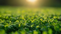 Fresh green clover leaves in morning sunlight, natural bokeh background with soft focus. Macro view of spring meadow plants creates organic pattern.