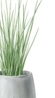 Potted ornamental grass with long green blades in concrete planter isolated on white background, suitable for interior design and home decor projects.