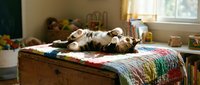 Tabby cat lying on its back on a colorful quilt draped over a wooden trunk in a sunlit bedroom, playful and relaxed pet behavior for home and lifestyle content.