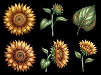 Sunflower botanical illustrations in various stages of bloom, featuring golden yellow petals, detailed brown centers, and green foliage. Isolated on transparent background, ready for t-shirt design, clipart, stickers, and print-on-demand products.