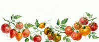 Watercolor tomato border with red and yellow cherry tomatoes on vine branches with green leaves for kitchen decor and culinary designs.