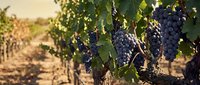 Ripe dark grape clusters hang from vine branches in sunlit vineyard field during harvest season, ready for winemaking production.