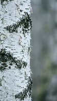 Close-up of white birch tree bark with natural texture and moss growth, blurred forest background for nature photography and outdoor design projects.