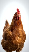 Brown hen chicken isolated on white background for farm poultry design projects and agricultural marketing materials.