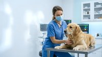 Female veterinarian in blue scrubs examining golden retriever dog on examination table in modern veterinary clinic with medical equipment and cabinets.
