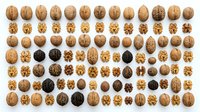 Walnut and walnut kernel halves arranged in organized rows on white background, isolated for design, packaging, food industry, culinary, nutrition, and educational purposes.