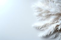 Soft white pampas grass plumes creating gentle texture against light background, minimalist natural composition for modern interior decor and design projects.
