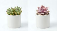 Two small succulent plants in white ceramic pots on clean background. Green and purple varieties perfect for home decor, office spaces, and minimalist design.