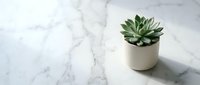 Small green succulent plant in white ceramic pot on marble surface with copy space for minimalist home decor and interior design projects.