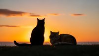 Two cats silhouetted against golden sunset sky, sitting on grassy hill during twilight hour, peaceful evening scene for pet lovers and nature enthusiasts.