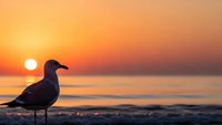 Seagull silhouette standing on beach at golden sunset with ocean waves and warm orange sky reflecting on water creating peaceful coastal scene.