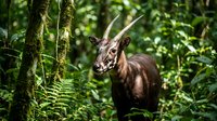 Young male antelope with small horns standing in lush green tropical forest surrounded by ferns and moss-covered trees in natural wildlife habitat.