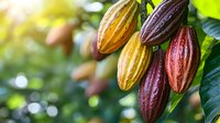 Fresh cacao pods in various ripening stages hanging on tree branch, showing yellow, red and purple colors against blurred tropical foliage background.