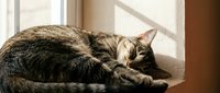 Tabby cat sleeping peacefully in warm sunlight by window, domestic pet resting indoors creating cozy home atmosphere for relaxation and comfort themes.