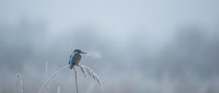 Kingfisher bird perched on thin branch against soft cloudy sky background in natural wildlife habitat for nature photography and birdwatching content.