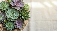 Colorful succulent plants arrangement in decorative pot on wooden surface. Indoor gardening and home decor concept for modern living spaces.