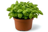 Fresh basil plant growing in brown terracotta pot, bright green aromatic leaves isolated on white background for culinary and gardening concepts.