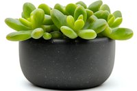 Succulent jade plant in modern black ceramic pot isolated on white background. Fresh green leaves create natural home decor arrangement.