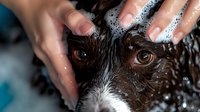 Close up of wet dog eyes during bath time with soapy hands washing and grooming. Focus on expressive brown eyes and white foam shampoo bubbles.
