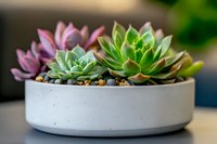Colorful succulent plants in modern concrete planter pot for home decor and gardening. Indoor houseplants arrangement with green and purple leaves.