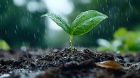 Young green plant seedling growing in fertile soil during rain shower with water drops falling on fresh leaves against blurred natural background.