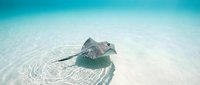 Stingray gliding over sandy ocean floor in crystal clear turquoise water with rippled sand patterns beneath creating peaceful underwater scene.