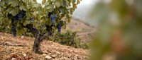 Grapevines laden with dark purple grapes hang from wooden trellises in a sun-drenched vineyard during harvest season, ready for winemaking production.