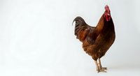 Brown hen chicken standing on white background isolated for farm poultry design projects and agricultural marketing materials.