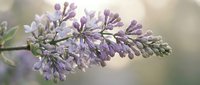 Purple lilac flowers blooming on branch with soft natural lighting and blurred background for spring garden and botanical design projects.