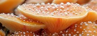 Orange mushroom caps with delicate water droplets in macro photography, showing detailed gills and natural texture against blurred background. Nature close-up study.