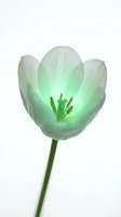 Pale white tulip with luminous green center and stamen isolated on white background, suitable for floral design, botanical artwork, greeting cards, and spring-themed projects.