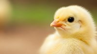 Adorable yellow baby chick with fluffy feathers and orange beak on blurred natural background for Easter and spring farm concepts.