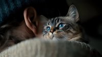 Close-up portrait of Siamese cat with striking blue eyes looking up while resting. Dark moody atmosphere with soft focus creates dramatic feline photography.