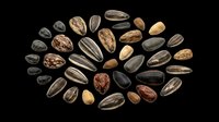 Assorted seeds and nuts isolated on transparent background, ready for clipart, design elements, print-on-demand products, t-shirt designs, stickers, and sublimation projects.