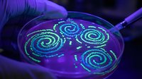 Scientist in protective gloves using pipette to study glowing bacterial cultures in petri dish under UV light for microbiology research and laboratory analysis.