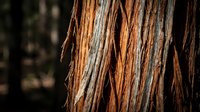 Weathered tree bark with deep vertical grooves and rich brown tones, showing natural texture and aging patterns suitable for backgrounds and nature-themed designs.