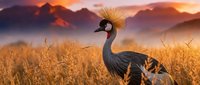 Grey crowned crane standing in golden grassland at sunset with mountain silhouettes in background. Wildlife photography showcasing African bird in natural habitat.